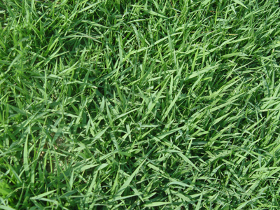 福建地區(qū)草種供應(yīng)與園林綠化施工服務(wù)