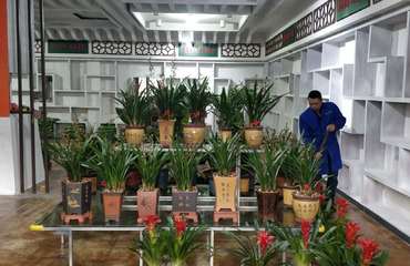 富優(yōu)美專業(yè)園林綠化 花卉綠植租賃、批發(fā)零售與南昌盆栽養(yǎng)護(hù)管理工程